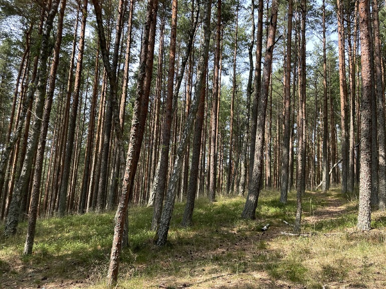 Делом о брошенном в «Отдельном парке» младенце занялась прокуратура Петербурга