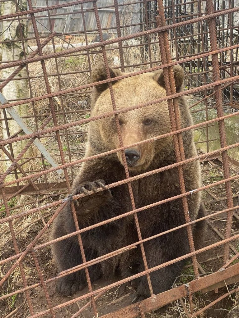 Мужчина в Ленобласти запер в клетке медведицу и пропал